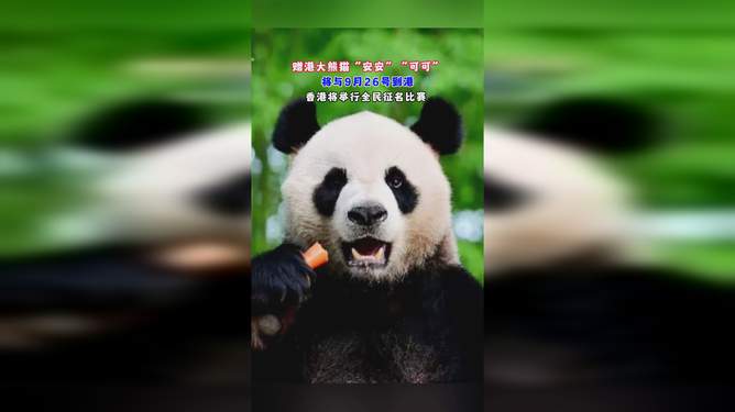 大熊猫“安安”“可可”到港一周 适应情况良好