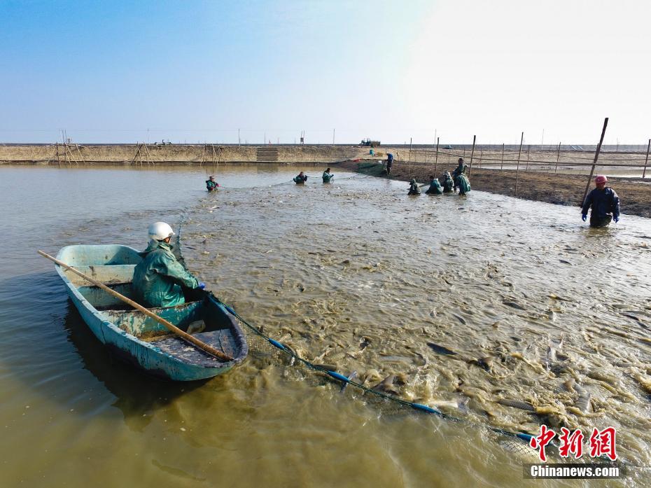 江西九江渔民迎秋捕鱼季节 水清鱼肥丰收景象引人瞩目