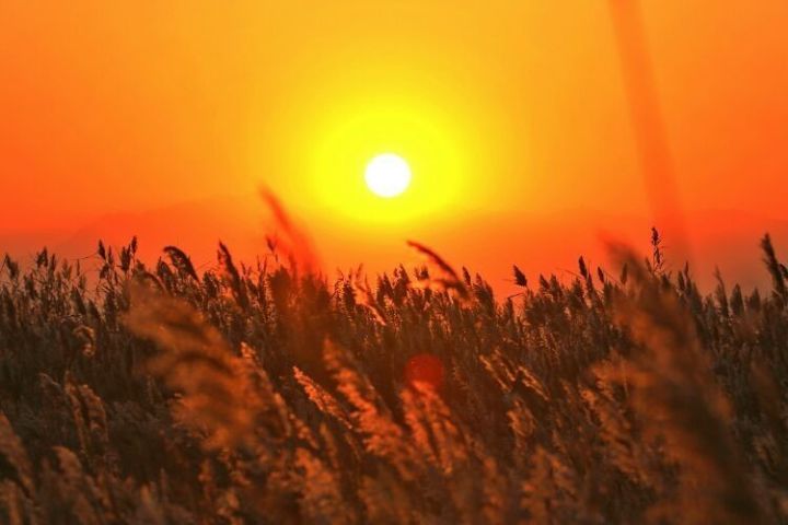 在这璀璨的夏日阳光下感受自然的魅力和生活的温暖