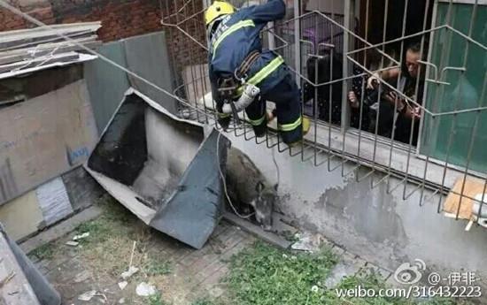 福建顺昌村民被野猪夹困住 手陷夹具消防员五分钟紧急救援化险为夷