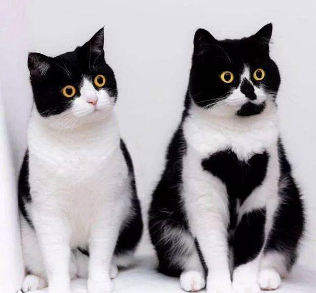 奶牛猫也有烦恼？揭秘这些猫咪的独特性格与健康小秘密