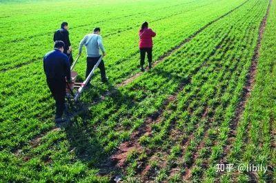 黑龙江大豆丰收添新彩 科技助推农业稳产与高产双丰收新模式