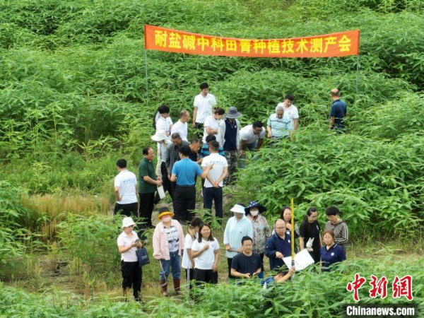 黑土粮仓科技会战示范区在盐碱地治理上取得重大进展助力农业可持续发展