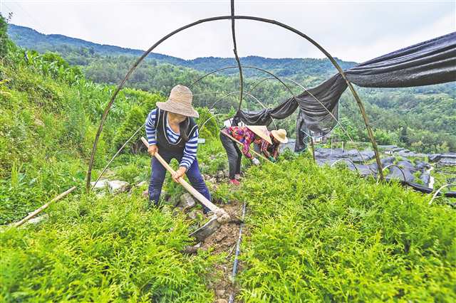 重庆开州打造全国最大崖柏繁育基地 助力生态保护与经济发展双丰收