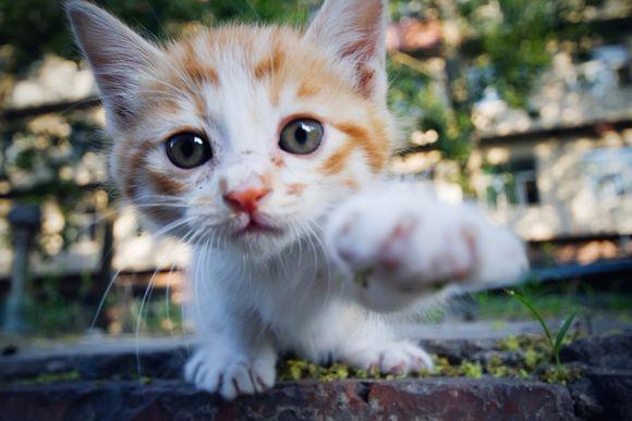 猫咪与奶牛的奇妙结合探讨它们的独特性格与潜在健康问题
