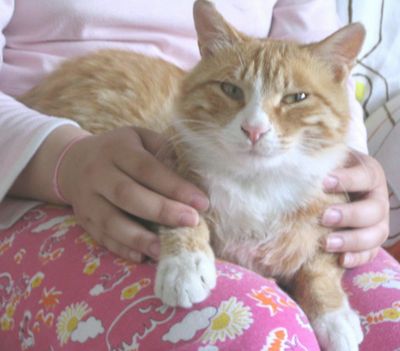坡子街网红猫主人澄清带猫上岗并非蹭热度绝不虐待宠物的真实情况揭秘