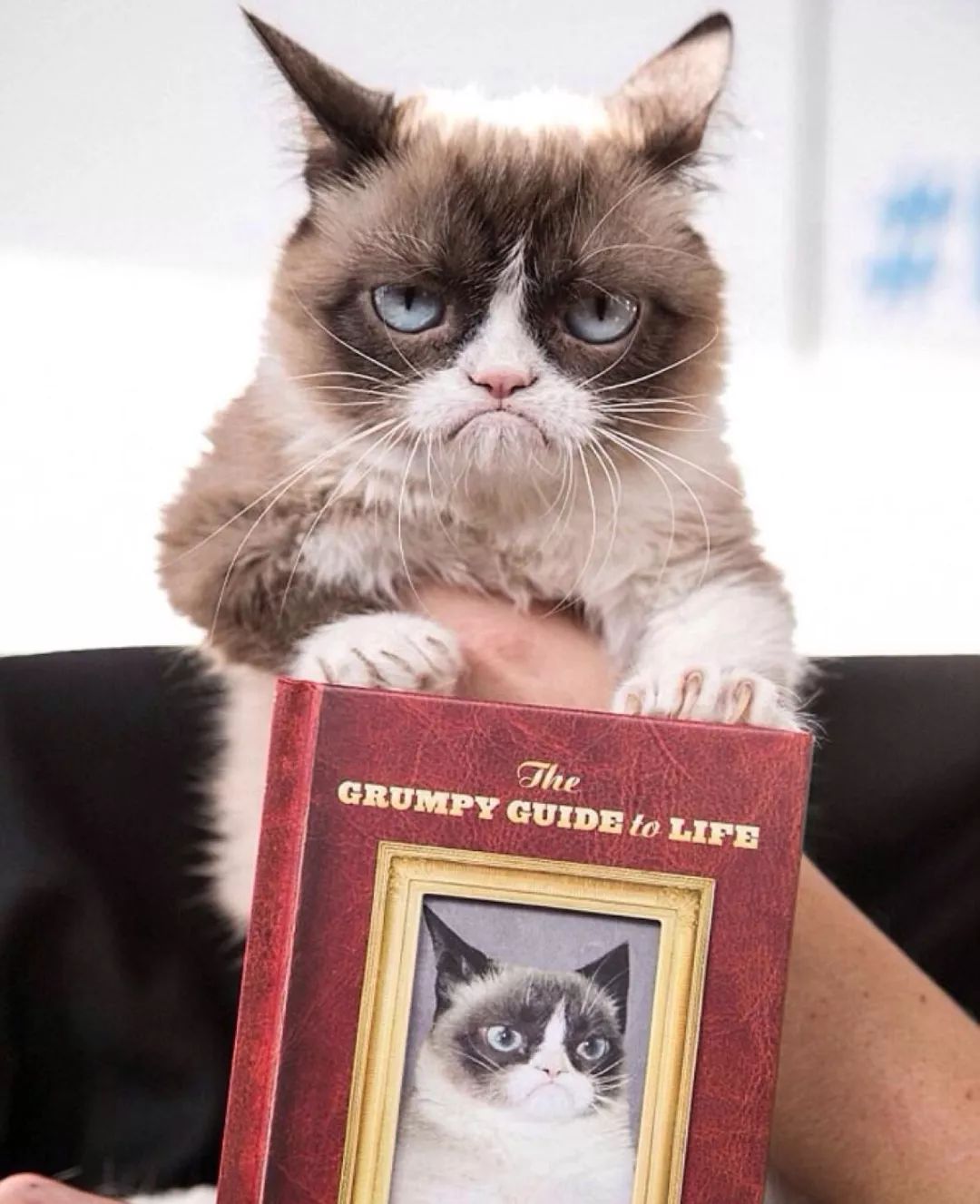 暴躁与温柔共存的爷爷 猫咪眼中的独特爱与怒的两面性